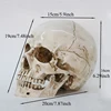 Medical Model Human Head Model Resin Replica In Natural Size 1: 1 Halloween Decoration High Quality Home Decorative Crafts Skull ► Photo 1/6