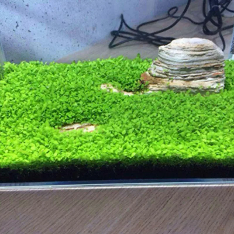 Aquarium Plant Aquarium Water Seed Easy Growing Plant