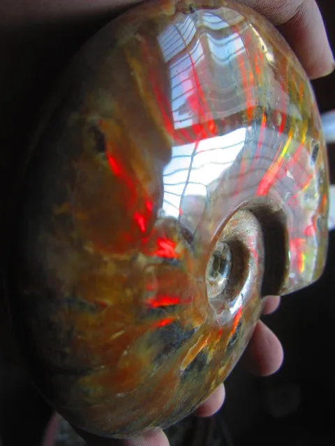 Best Offers 510g(1.12 lb) Iridescent Ammonite Ammolite Specimen Fossil Madagascar BFB1214