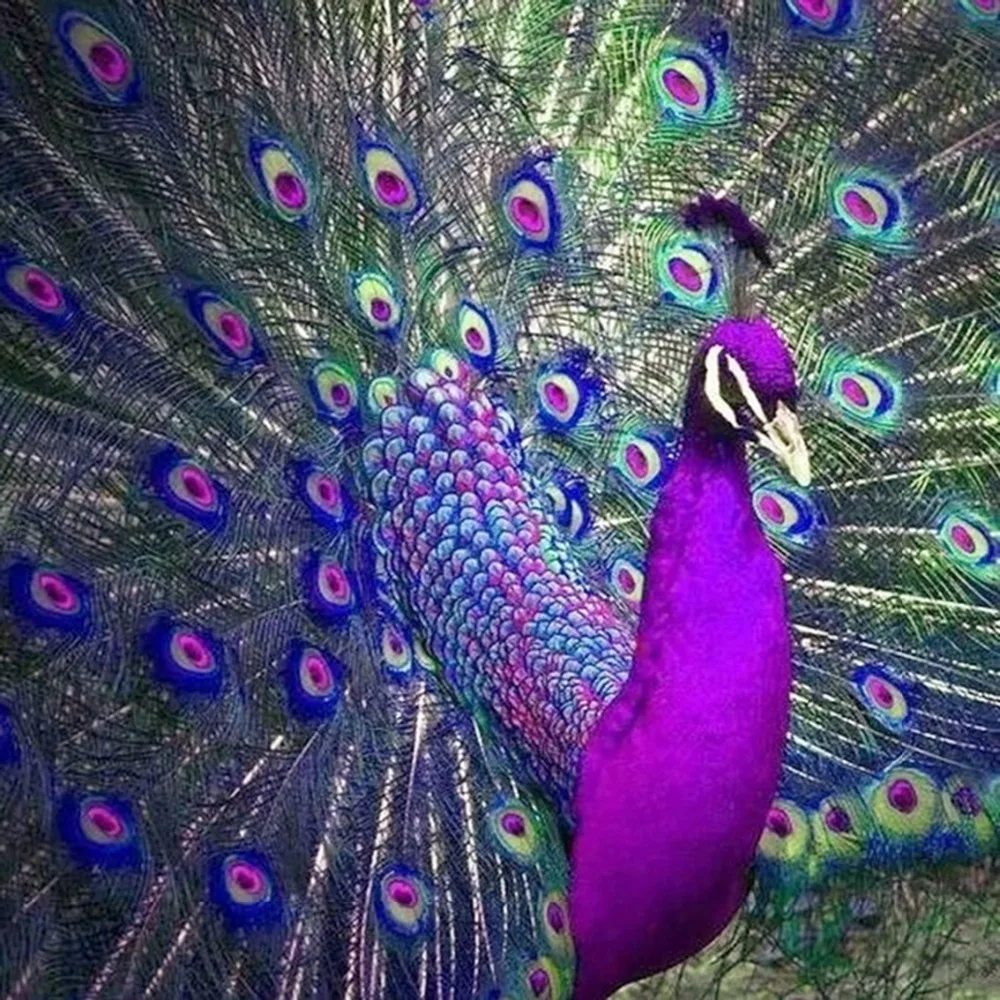 

Full 5D Round Diy Daimond Painting Cross-stitch Peacock Diamond Mosaic Diamond Painting Rhinestones Paintings Embroidery Animal