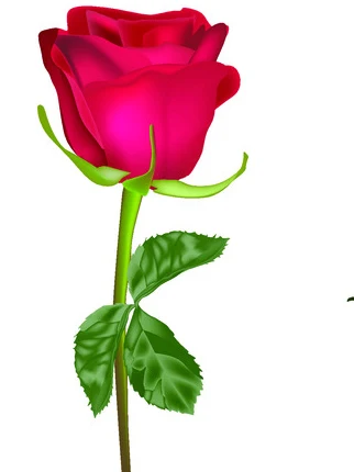 rose