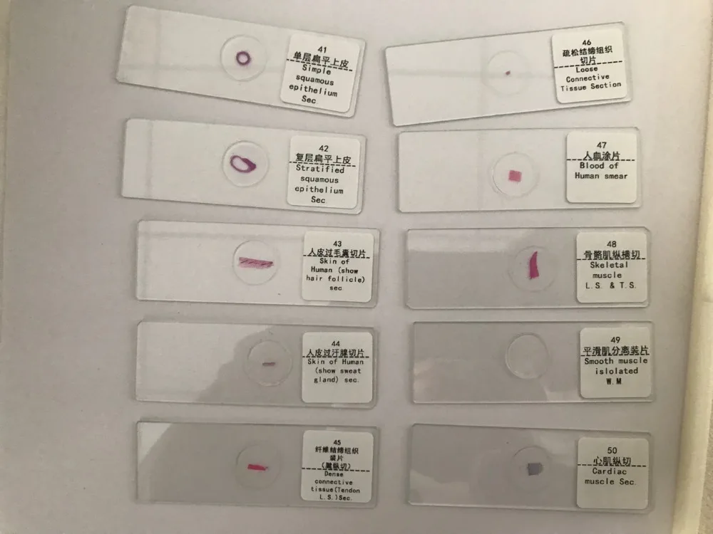 prepared microscope slides (1)