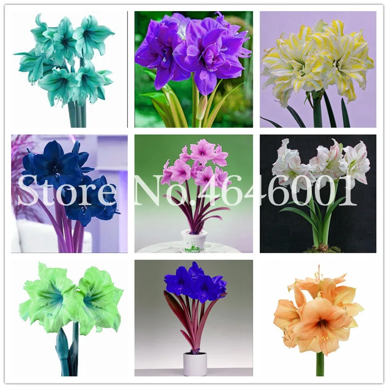 

100 Pcs Rare Exotic Amaryllis Bonsai, Not Bulbs, Balcony Garden Lily Plant Bonsai Flower Pots For Home Indoor Ornamental Planta
