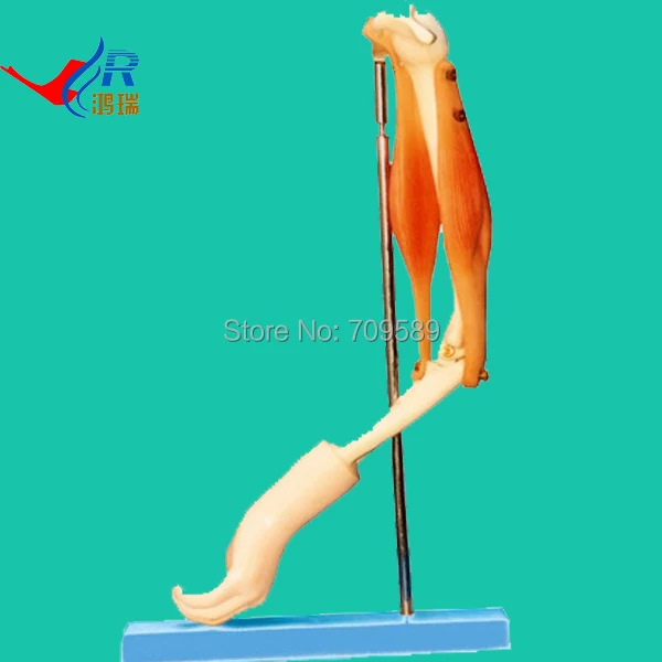 

ISO Life Size Elbow Joint with Muscles Function, Elbow Model, Anatomical Joint Model