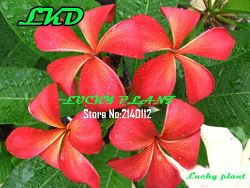 20 Fresh Plumeria Rubra Seeds Thailand Rare Real Frangipani no163-megic-red-1 |