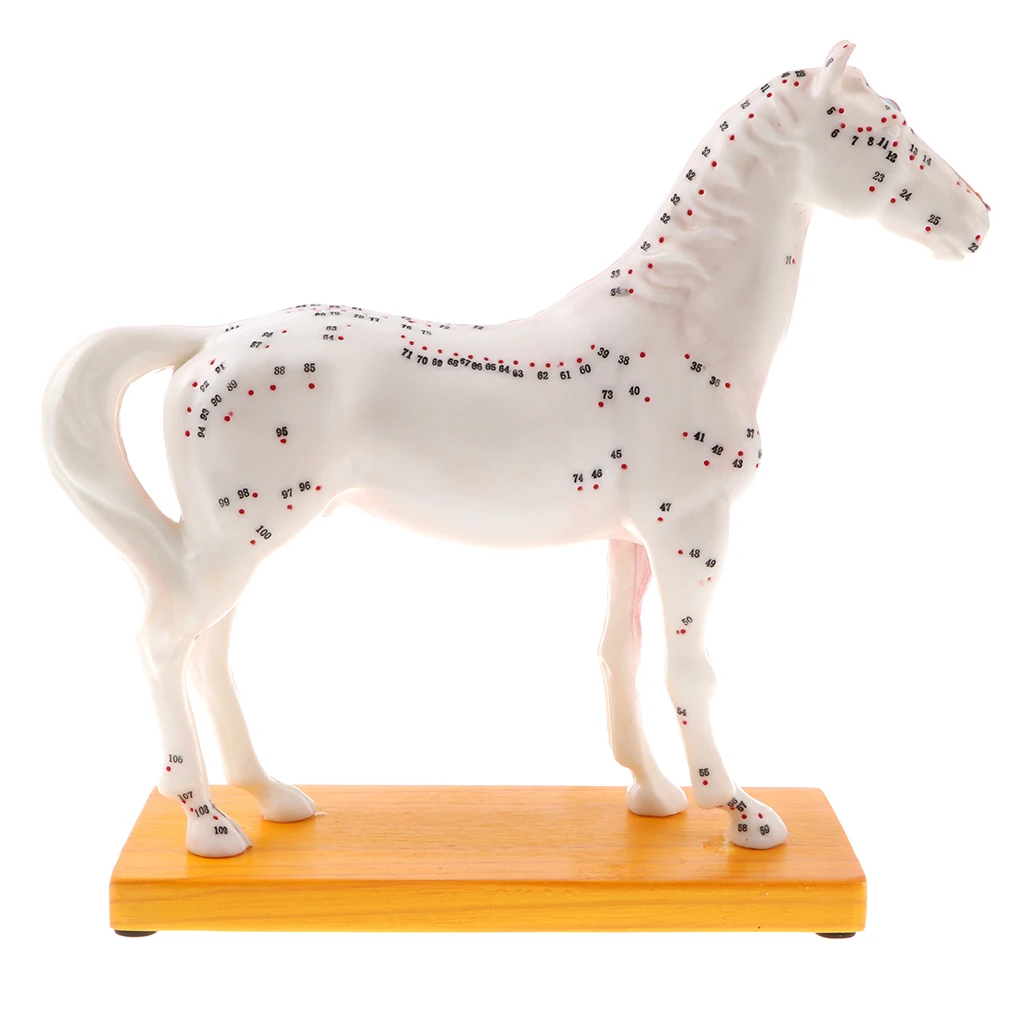 Professional 114 Acupuncture Points Horse Anatomical Model School Teaching Display Lab Supplies