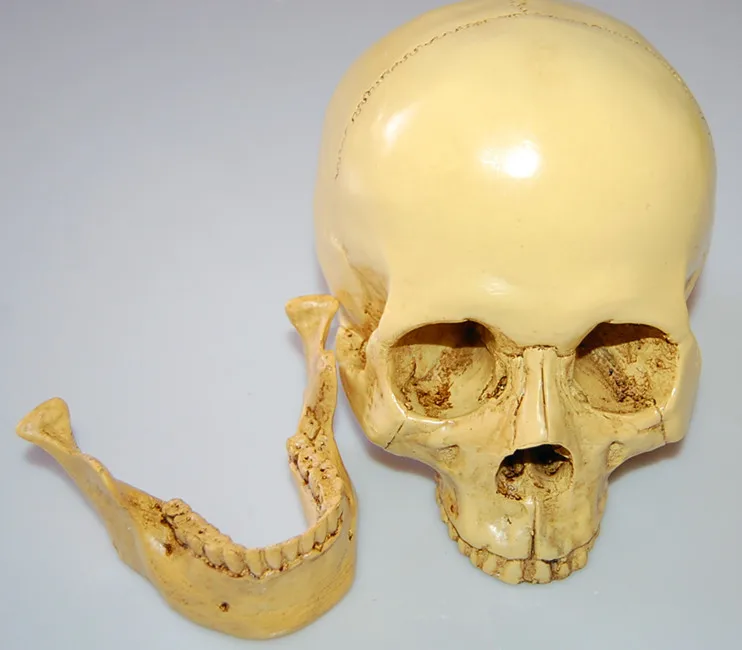 MagiDeal Realistic 1:1 Resin Human Skull Model Teaching Head Mold Bone Skeleton Medical Science Educational Supplies 