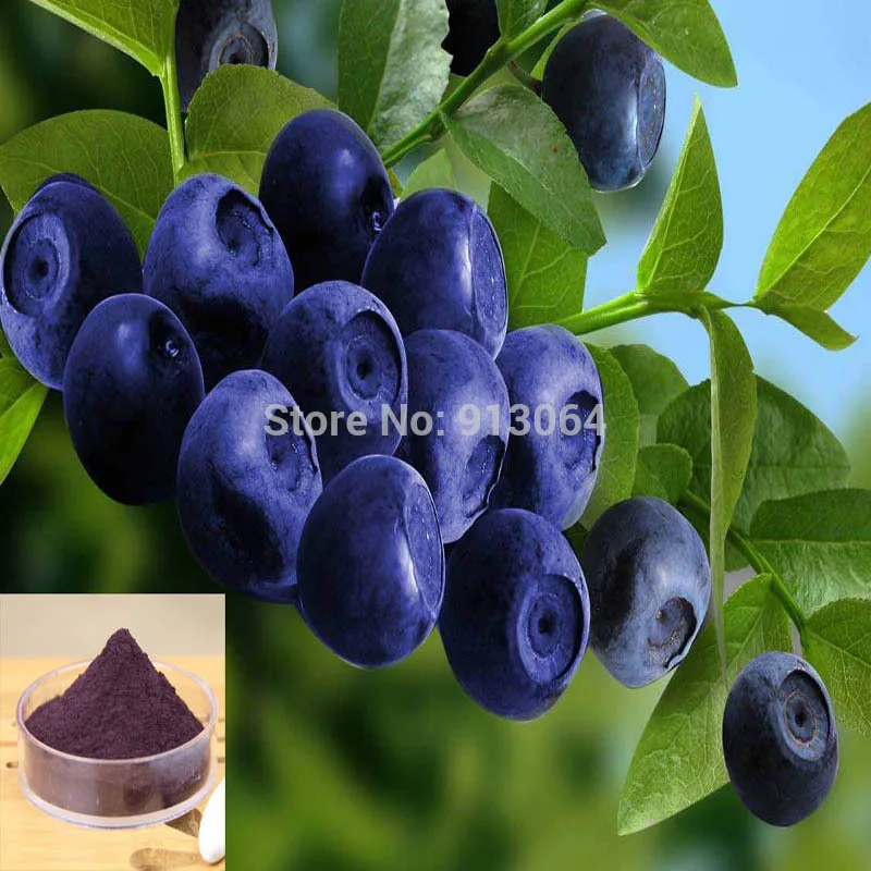 Buy four get one free Export quality Food grade anti oxidant skin care Blueberry extract weight loss slimming diet supplement