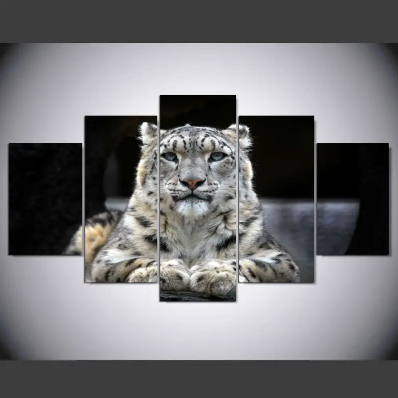 Animal Leopard