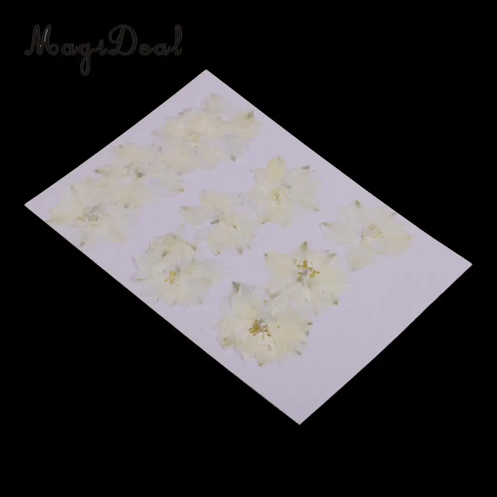 10 / 20Pcs Beautiful Real Pressed Rose Petal Babysbreath Flowers Dried Flowers for Art Craft Scrapbooking DIY Resin Jewelry