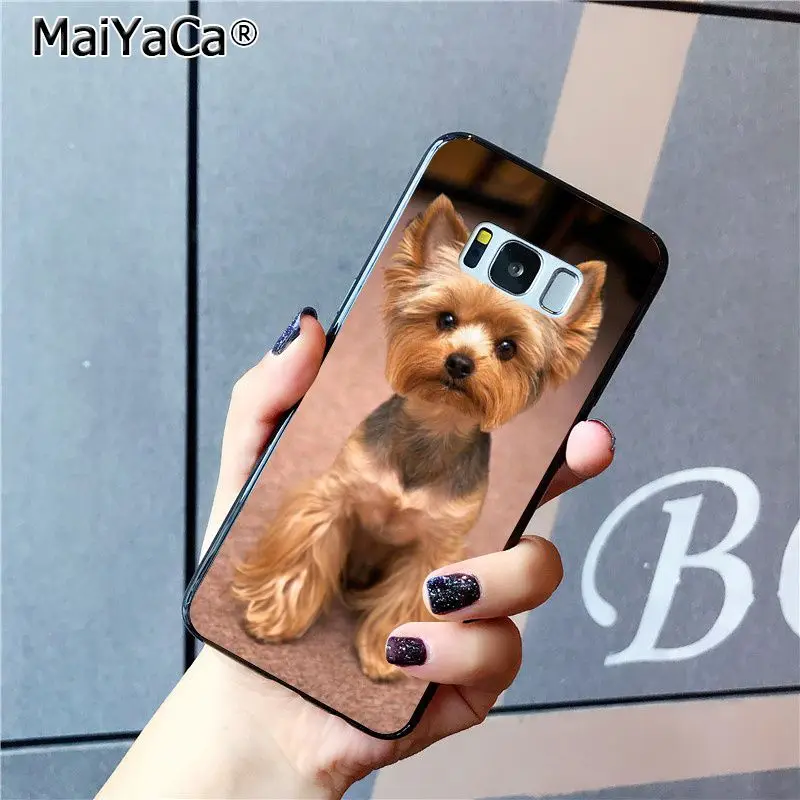 yorkshire terrier dog puppy