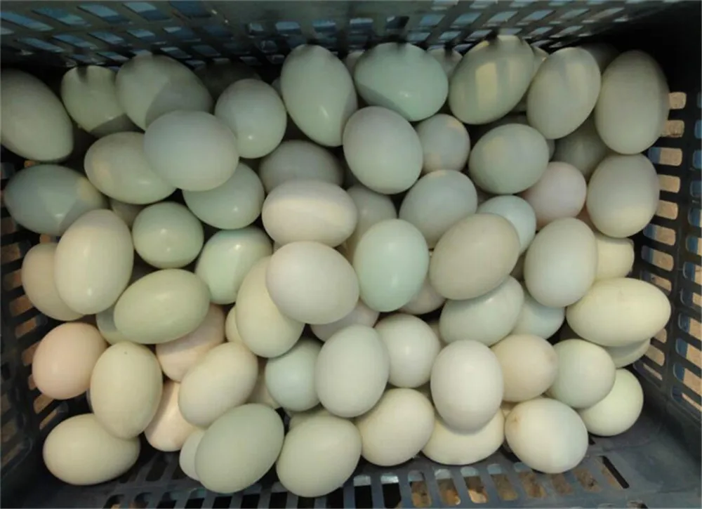 egg washer09
