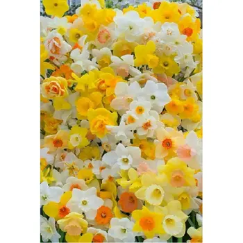 

DIY 5D Diamond Painting Cross stitch Daffodil flowers Full Diamond Embroidery Mosaic pattern rhinestones Needlework stickers