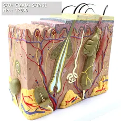 CMAM/12530 кожи-кожи Block-70x Размер жизни, человека E.N.T. Анатомическая модель медицинского обучения