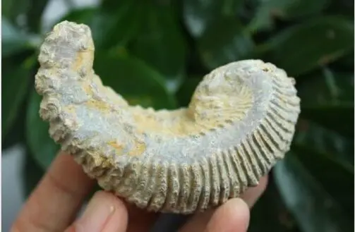 Oyster Fossil-Alectryon carinata-меловый-Мадагаскар-90 миллионов лет