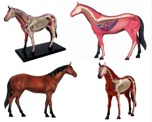 31 parts assembled horse anatomy model medical anatomic animal model horse anatomy