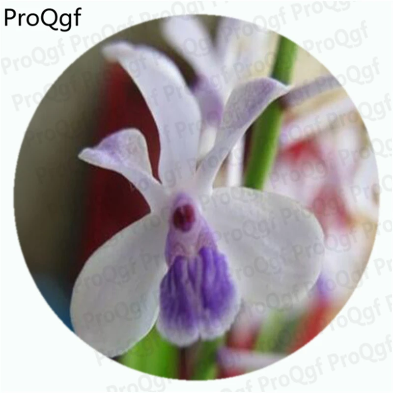 

ProQgf 500Pcs A Set Vanda Orchid coerulescens concolor