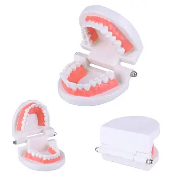 

Professional White Teeth Model Standard Dental Teaching Study Medical Educational Model Demonstration Tool