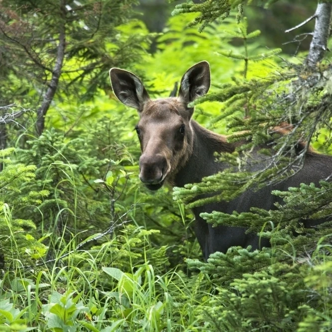 Moose. Two Month Old Moose Standing In A Forested Area. Alces Alces. Gaspesie