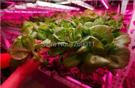 Plant Growth Application-1