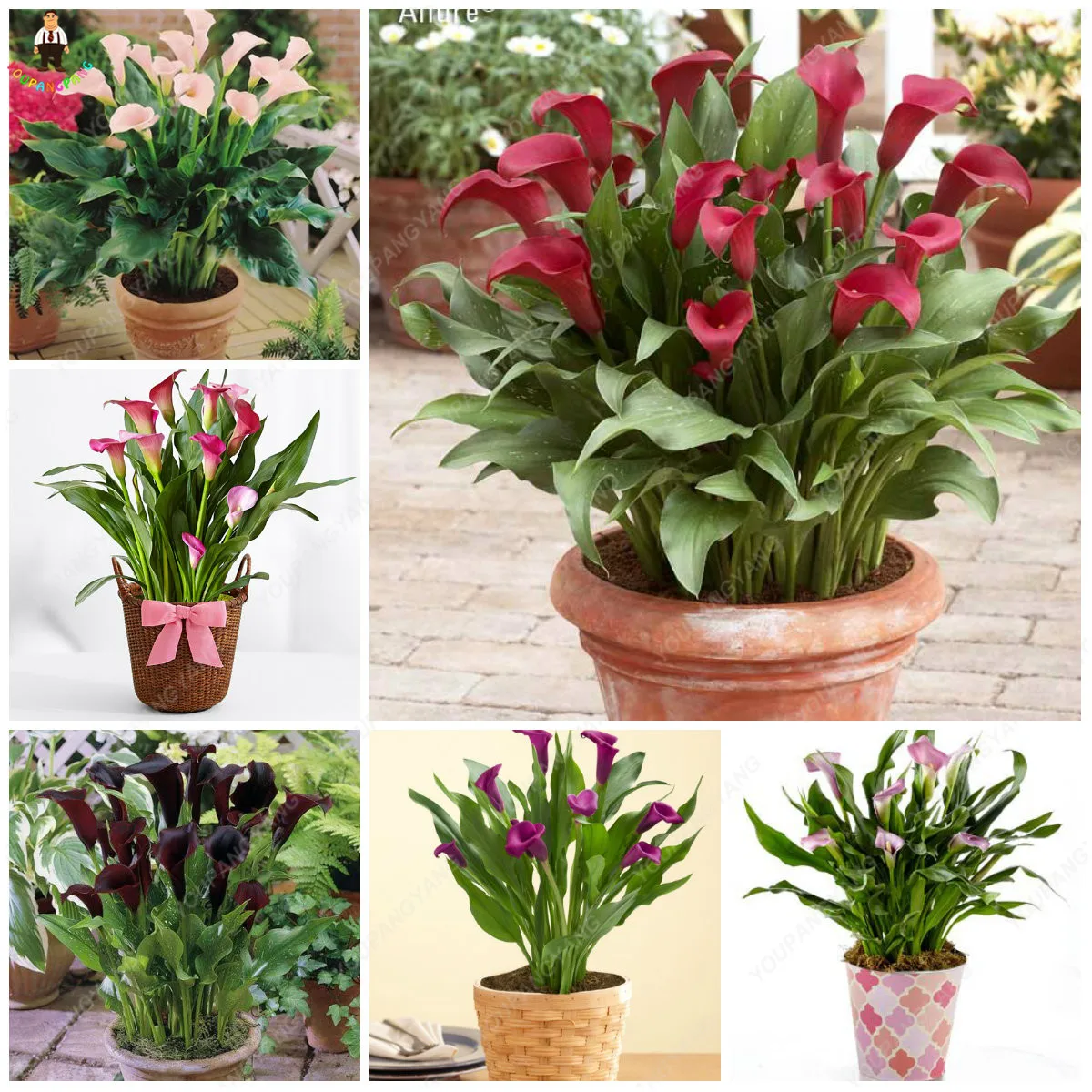 

Free Shipping 100Pcs Calla Flower plants Rare Bonsai Calla Lily Flower Planting (Not Calla Bulbs),Natural Growth for Home Garden