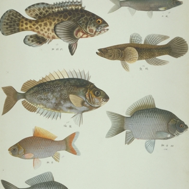 Ls Plate 118 From The John Reeves Collection Poster Print By Mary Evans Natural History Museum (24 X 36)