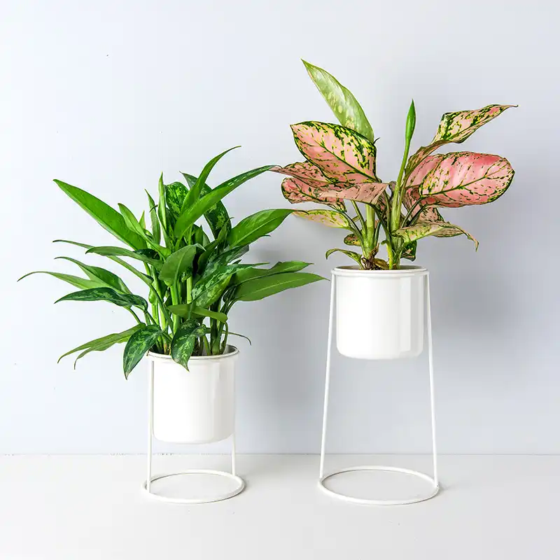 Set Of 2 Standing Plant Containers Standing Planters Air Plant Stand Plant Holders One Tall Planter And One Short Planter Flower Pots Planters Aliexpress