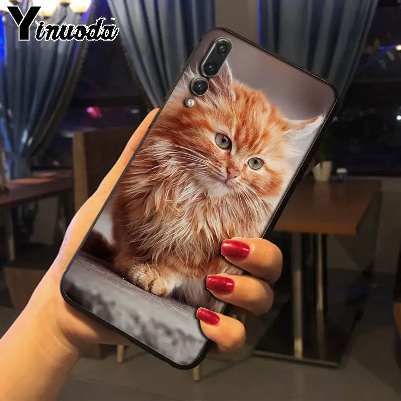 pet maine coon cat