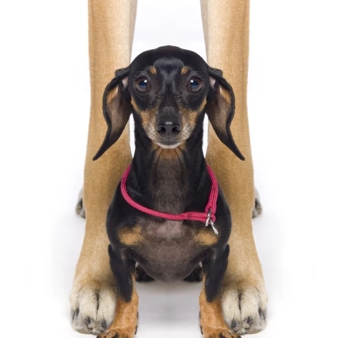 Great Dane And A Dachshund Poster Print (11 x 17)