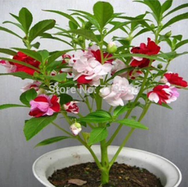 

50pcs/lot, Four Seasons colorful impatiens plants flower bonsais potted plants bonsais henna