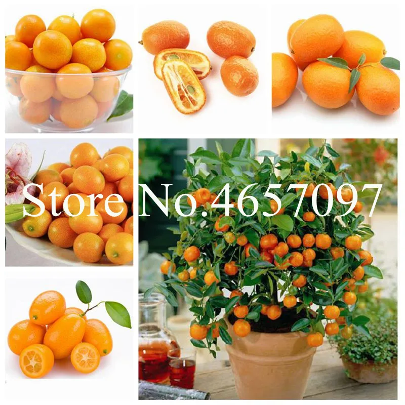 30 шт. Лидер продаж Kumquat карликовые деревья оранжевый для выращивания на балконе или крыльце много фруктовое дерево вкусно сочный завод для