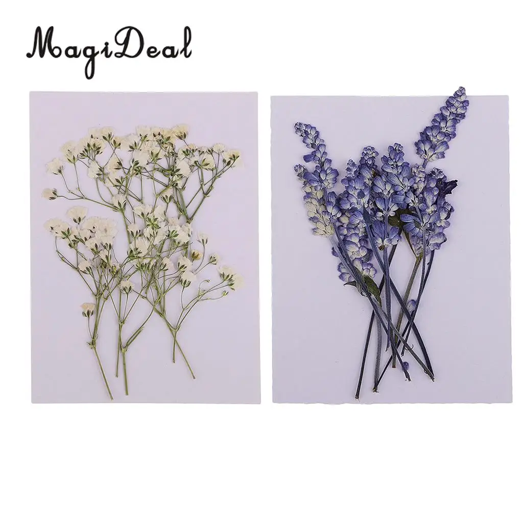 

20pcs Beautiful Pressed Sage Flower Babysbreath Dried Flowers for Art Craft Scrapbooking Epoxy Resin Jewelry Making DIY Material