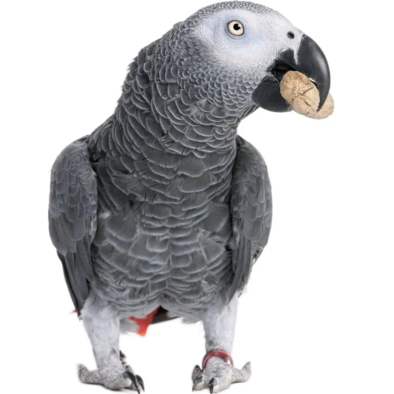 Gingerain одежда с птицами попугай одежда красный шарф ручной работы на заказ одежда с птицами свитер с капюшоном красный шарф - Цвет: Grey Parrot