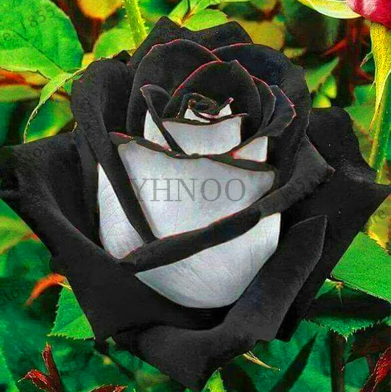 Loss Promotion!200 pcs/bag Rare blue pink rose garden bonsai flower plant for home grden plnat pot easy growing fragrant High Ge Loss Promotion!200 pcs/bag Rare blue pink rose garden bonsai flower plant for home grden plnat pot easy growing fragrant High Ge