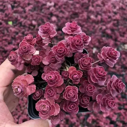 

100pcs Rare Phedimus champion 'Schorbusser Red' Bonsai Plants succulent seedlings Flower Perennial Planting Potted