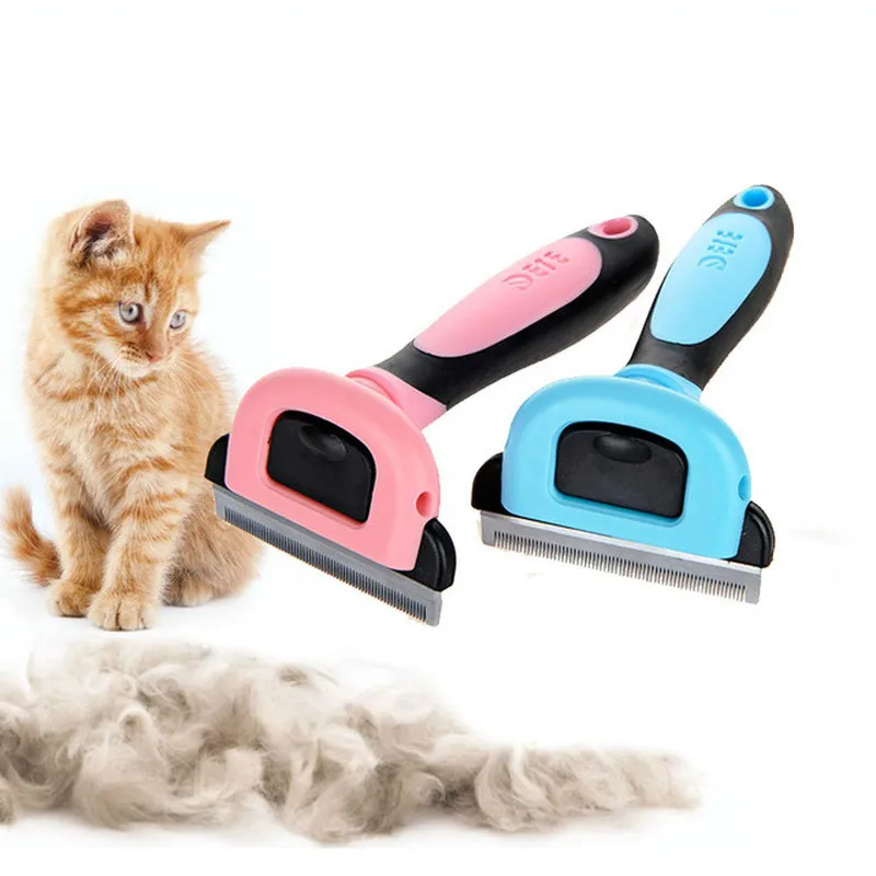 black toy poodle full grown