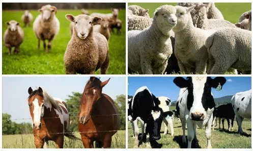 cattle sheep horse electric fence.jpg