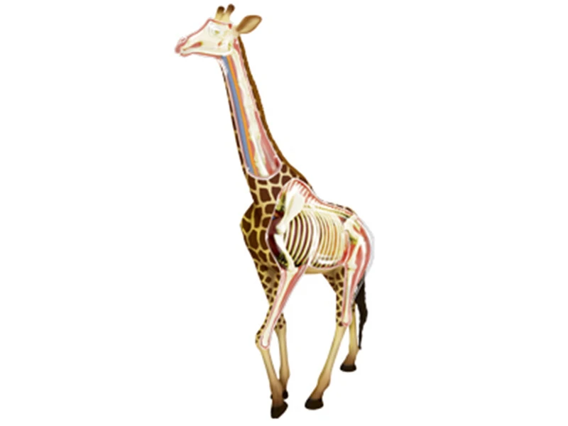 キリン動物パズル組立おもちゃ動物キリンオルガン骨格解剖医療教育のモデルのキッズモデルの構築キットギフト Model Building Kits Aliexpress