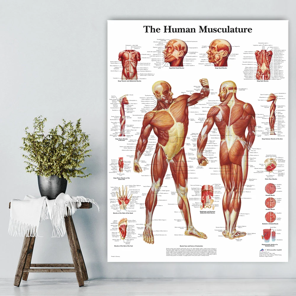 Billig WANGART Menschlichen Anatomie Muskeln System Kunst Poster Drucken Körper Karte Leinwand Wand Bilder für Medizinische Bildung Wohnkultur JY0717