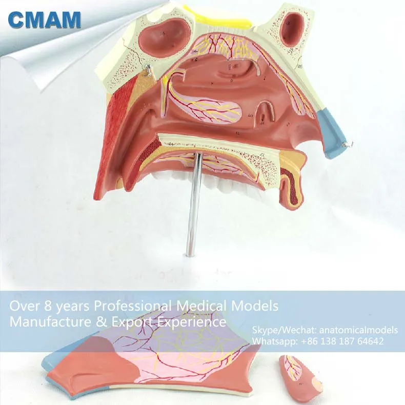 

12513 CMAM-THROAT07 Medical Science Anatomical Model of Human Nasal Cavity