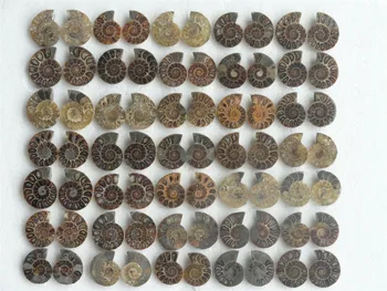 

35 pairs NATURAL CUT CRETACEOUS AMMONITE FOSSIL INTERIOR DISPLAY 955g