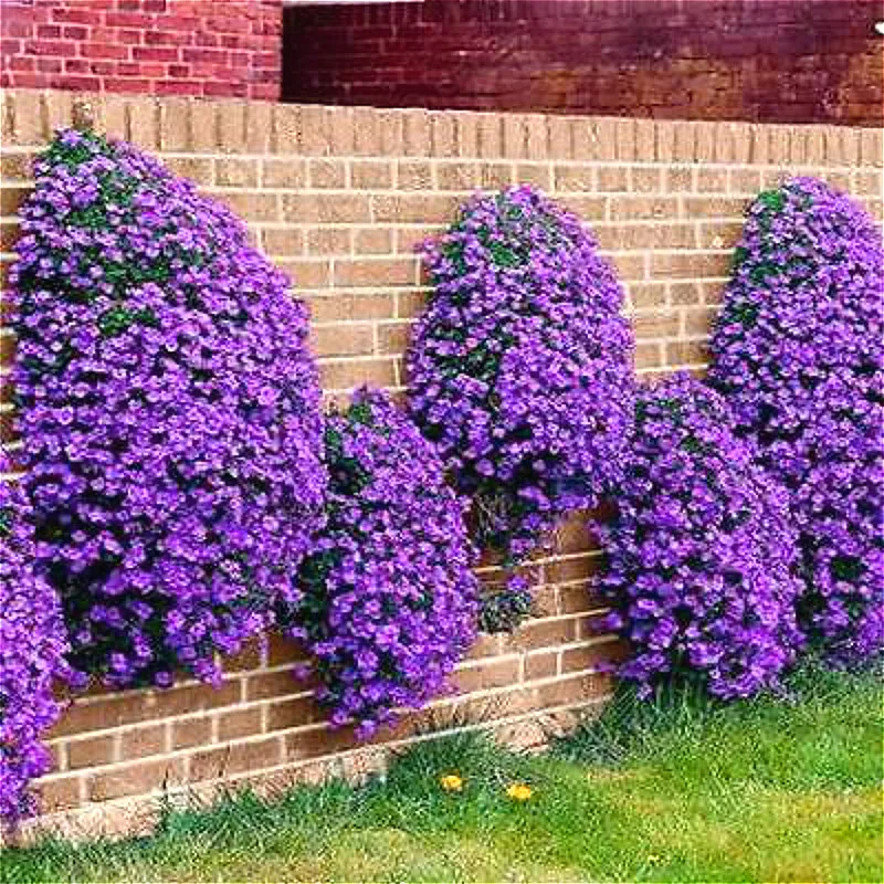 Climbing Flowering Perennials Image Collections Flower Decoration Purple Flowering Climbing Plant Garden Design Ideas Flower Aubrieta Seeds 100pcs Flowers Seed Perennial