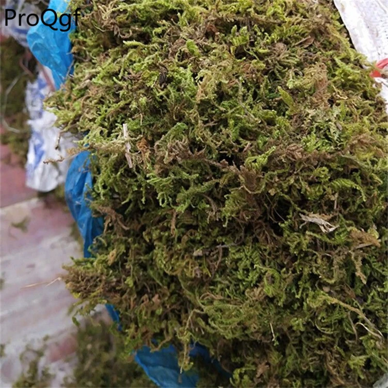 

250Gram A Set Succulent Expensive Pet Watergrass Moss