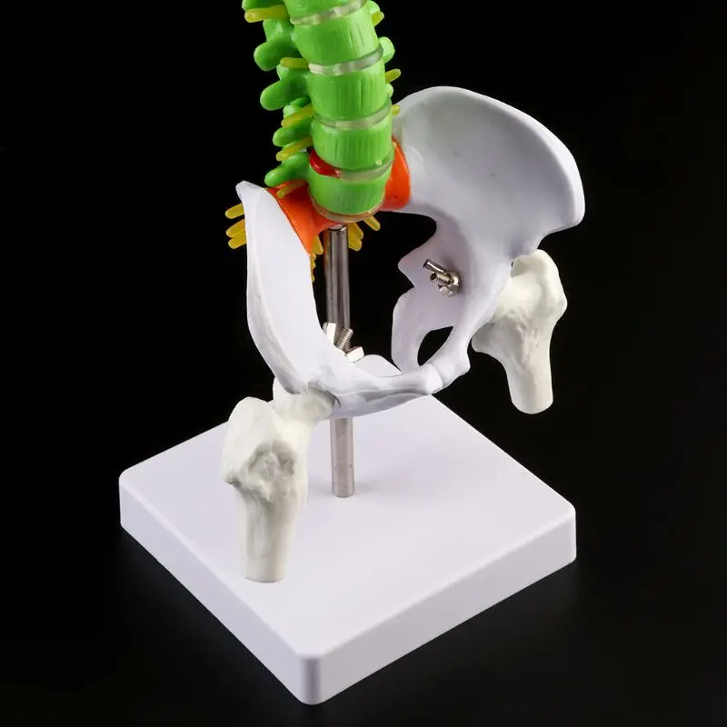  45cm Removable Human Spine Model Spinal Column Vertebral Lumbar Curve Anatomical Medical Teaching T - 33057132200