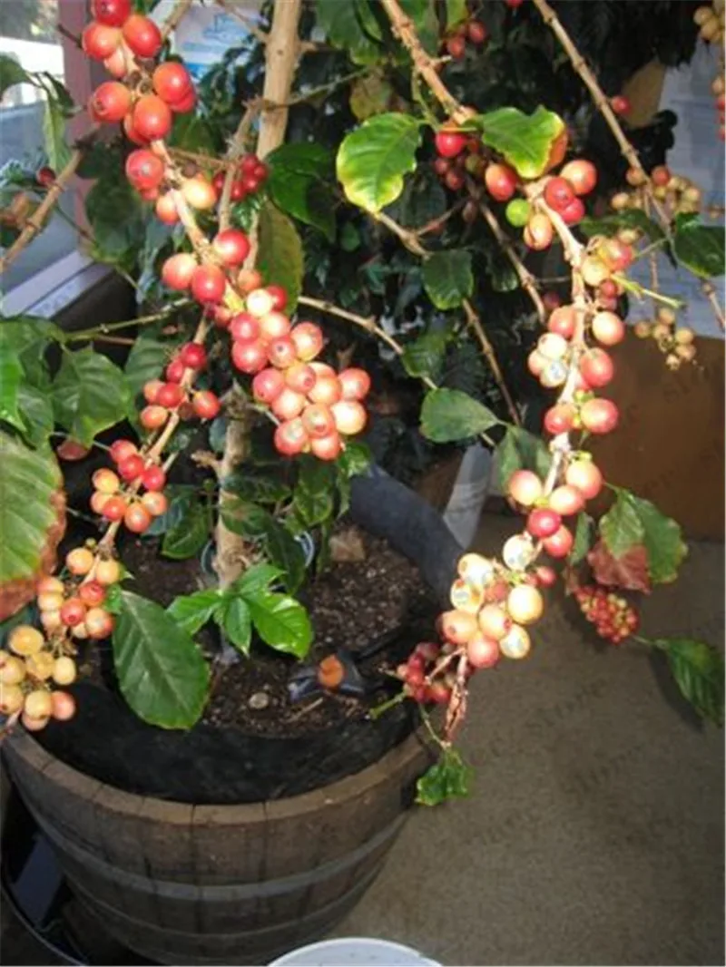 

20 Pcs Coffee Bean Bonsai Home- grown Cocoa Bean Balcony Bonsai Tree Plant Bonsai Coffee Cherry Bonsai