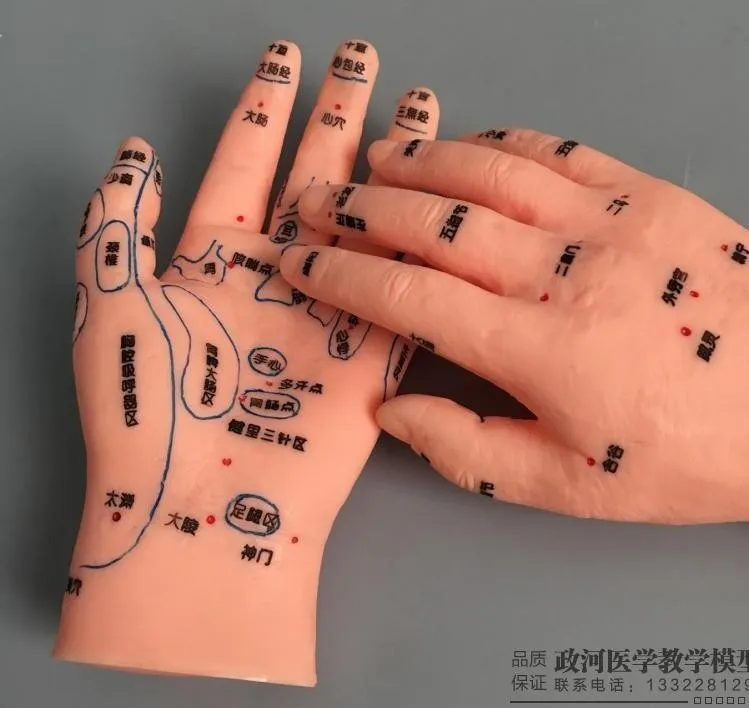 1 Paar Professionelle Akupunktur Hand 15cm Handmassage 