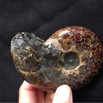 

SUIRONG---412++++Natural conch fossil specimens of Madagascar