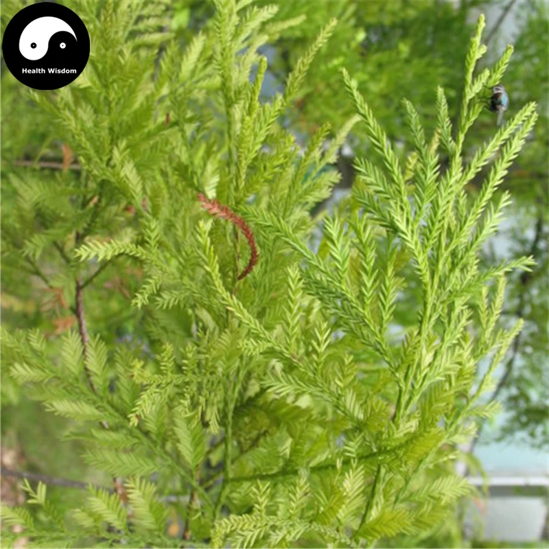 Купить Podocarpus Imbricatus дерево Semente 30 шт. завод Podocarpus Imbricatus для Ji Мао песня