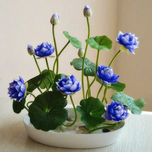 Hot Sale 5 Pcs/Pack Bowl lotus Bonsai Hydroponic Plants Aquatic Plants FlowerPot Lotus Water Lily plant Bonsai Garden