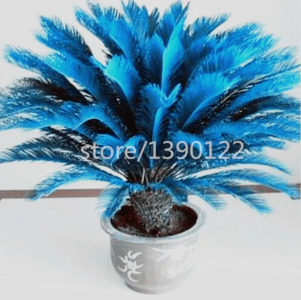 100pcs/bag blue Cycas seeds, Sago Palm Tree seeds.bonsai flower seeds,the budding rate 97% rare potted plant for home garden